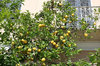 Lemon tree: A lemon tree in a townhouse garden in Sardinia.