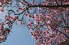 Pink magnolia: 