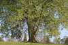 Beech tree in spring: A large beech (Fagus sylvatica) tree in West Sussex, England, in spring.
