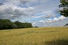 Sussex field: A steep field of grain in West Sussex, England, in summer.