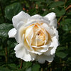 Cream rose: A cream rose in a garden in England.