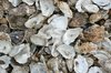 Oyster shells: 
