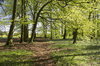 Woodland path: A path through beech woodland in southern England in spring.