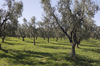 Olive orchards: Olive (Olea europaea) orchards in southern Italy.