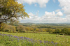 Spring landscape: Landscape in Dorset, England, in spring.