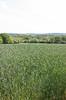 Developing wheat field: A growing wheat crop in West Sussex, England.