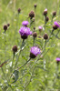 Flockenblumen: 