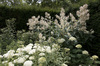 witte bloementuin: 