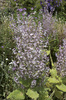 scharlei bloemen: 
