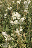 moerasspirea bloemen: 