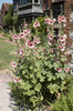 Pink hollyhocks: Pink hollyhocks (Alcea) in a garden in England.