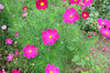 flores cosmos: 