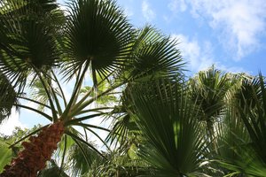 Fan palms: Fan palms growing in a garden in Madeira.