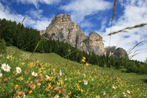 Mountain flower meadow: A flower meadow in the Dolomite mountains, Italy.