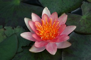 Waterlily: A waterlily in a garden in Italy.