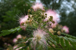 Persian silk tree: Flowers and buds of Persian silk tree (Albizia julibrissin) in China.