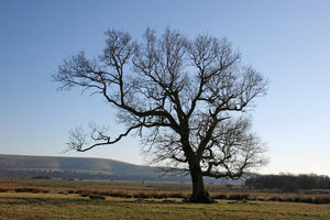 Downland tree: 