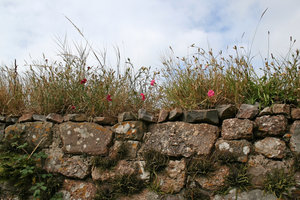 Welsh wall: An old stone wall with summer flowers on the Gower, Wales.