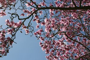 Pink magnolia: 