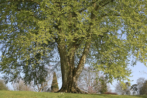 Beech tree in spring: A large beech (Fagus sylvatica) tree in West Sussex, England, in spring.