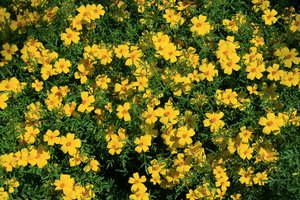 Yellow flowers: A carpet of yellow (Tagetes?) flowers in a garden in England.