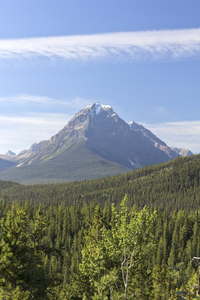 Forest and mountains: Forest and mountains in the Rockies, Canada.