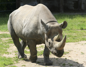 Black rhinoceros | Free stock photos - Rgbstock - Free stock images |  micromoth | February - 16 - 2013 (16)