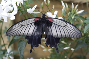 Indigo butterfly: A grey and indigo coloured swallowtail butterfly in a tropical greenhouse.
