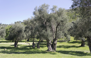Ancient olive trees: Ancient olive trees in Puglia, Italy.