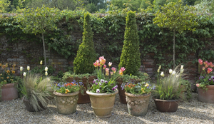 Pot plants: Shrubs and flowers in pots in a garden in Hampshire, England.