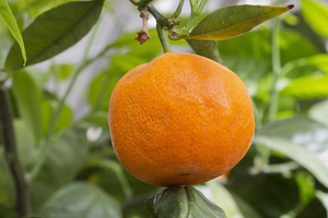 Tiny orange: A tiny orange (a kumquat?) in a greenhouse in England.