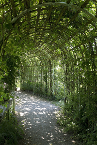 Green shade: A long curved trellis tunnel in a garden in England.