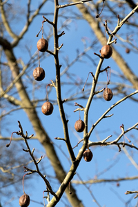 Davidia fruits: Fruits of Davidia involucrata (dove tree, handkerchief tree, pocket handkerchief tree, ghost tree) in winter.