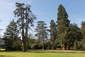 Conifer parkland: Conifer parkland at Ickworth, Suffolk, England. Photography in the grounds of this National Trust property was freely permitted.