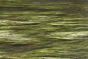 fondo de algas: 