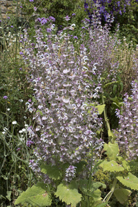 scharlei bloemen: 