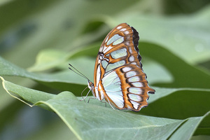 Malachite butterfly: Underside of a Malachite butterfly (Siproeta stelenes) from a butterfly farm but native to the Neotropical region.