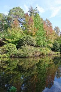 reflets dans les bois: 