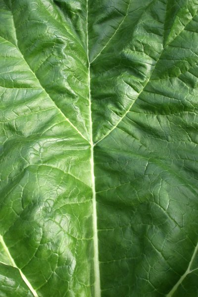 Green leaf texture: Fresh green leaf of rhubarb.
