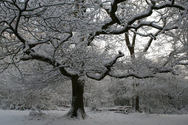 Snow laden: An oak (Quercus) tree in West Sussex, England, after a blizzard.