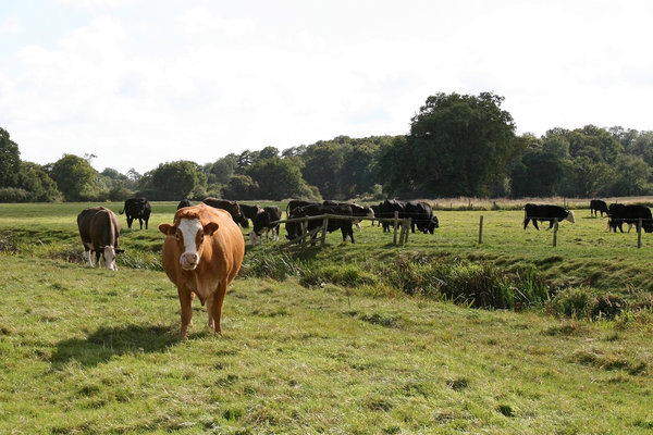 Curious cow: An inquisitive cow in West Sussex, England, in summer.