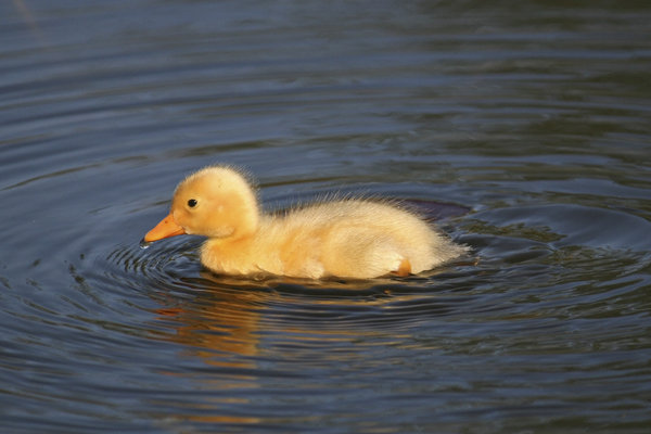 Duckling: 
