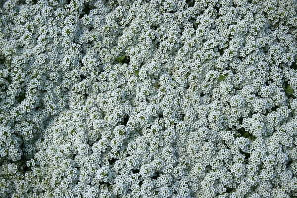 Flores brancas: 