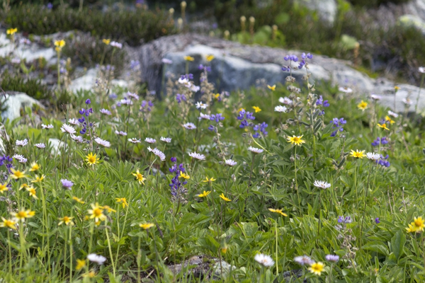 Wild mountain flora: Wild flowers in the Coast Mountains, Canada.