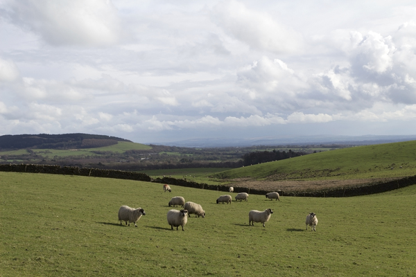 Sheep fields: Sheep fields in northern England in early spring.