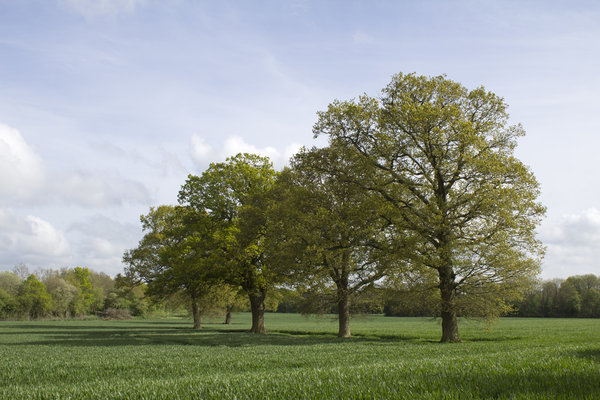 Oak trees in spring: Oak (Quercus robur) trees in spring in West Sussex, England.