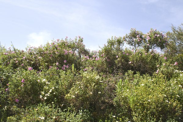 Wild flowers: Wild pink and white cistus flowers in Sardinia.