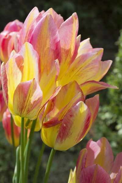 tulipas multicoloridos: 
