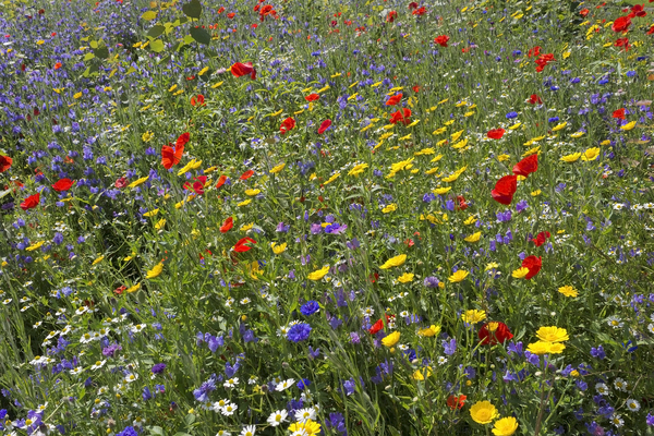 Wild flowers: Wild summer flowers characteristic of traditional cornfields in England.
