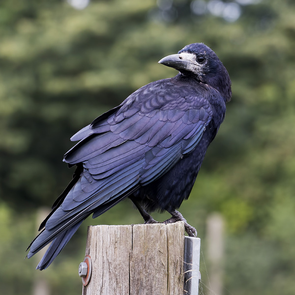 Rook Bird Facts  Corvus Frugilegus